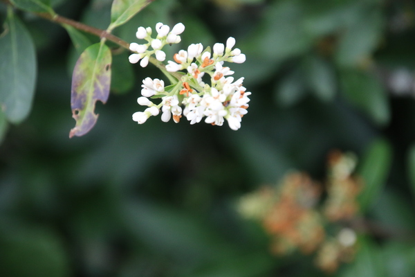 photo of Wild Privet