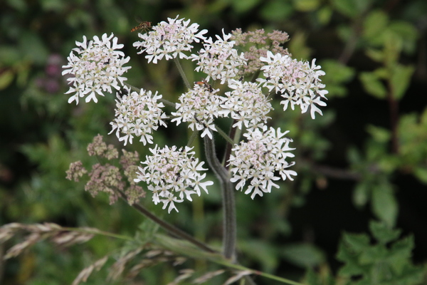 photo of Hogweed