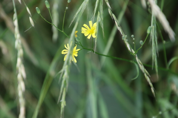 photo of Nipplewort