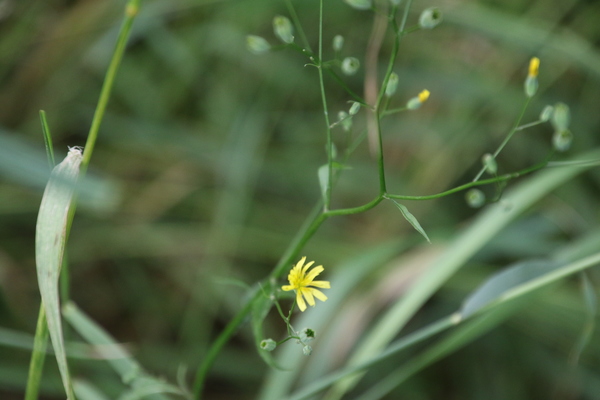 photo of Nipplewort