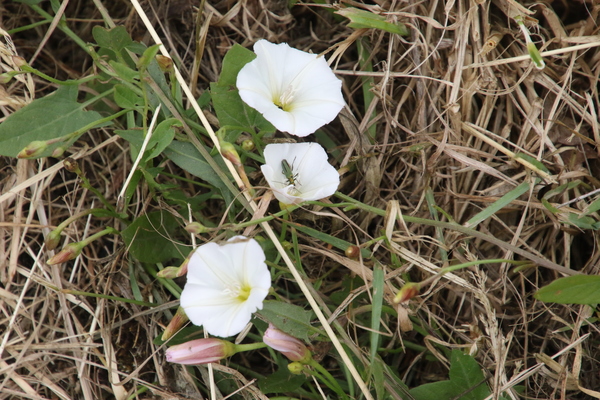 photo of Field Bindweed