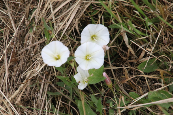 photo of Field Bindweed