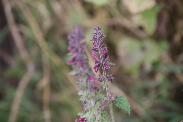 photo of Hedge Woundwort