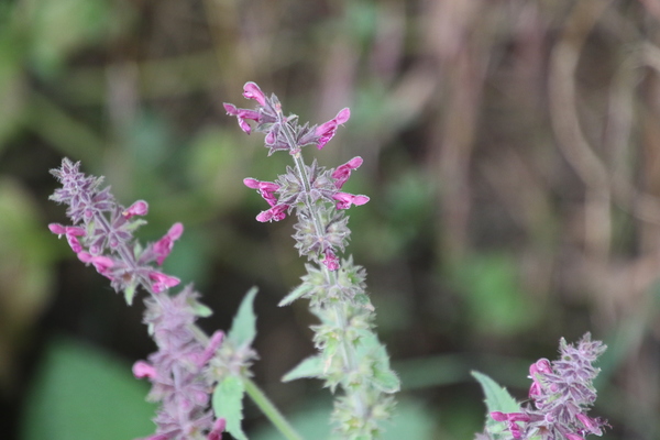photo of Hedge Woundwort