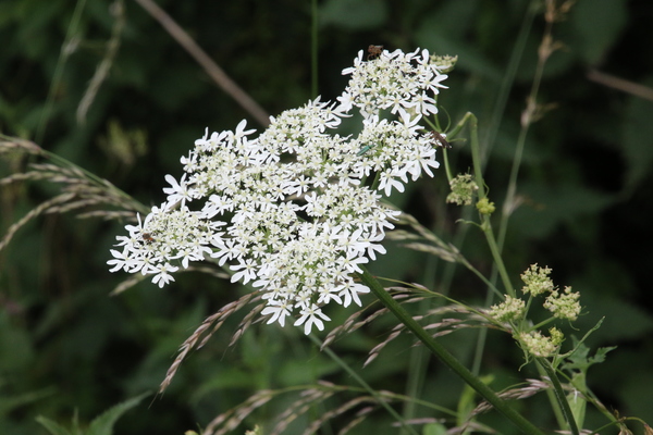 photo of Hogweed