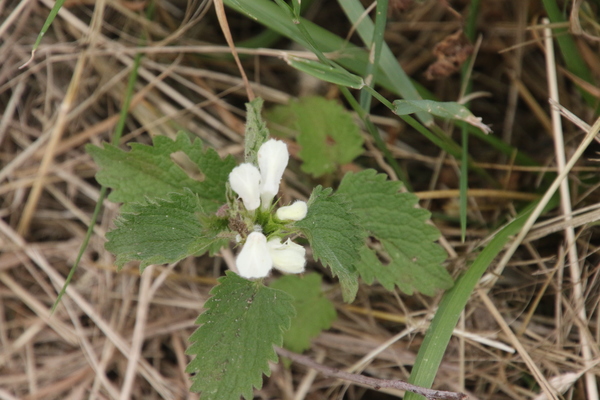photo of White Dead Nettle