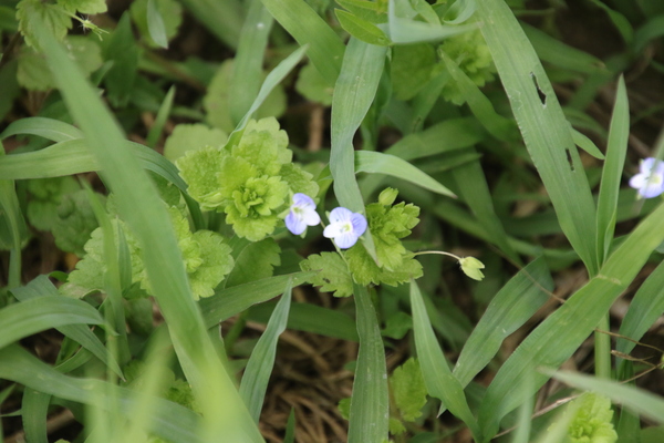 photo of Common Field Speedwell