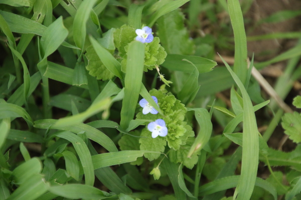 photo of Common Field Speedwell