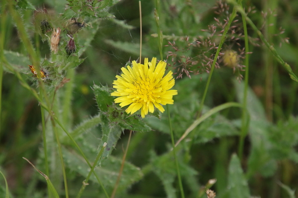 photo of Bristly Oxtongue