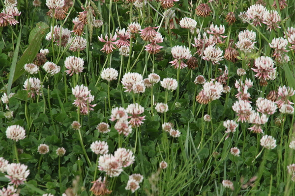 photo of White Clover