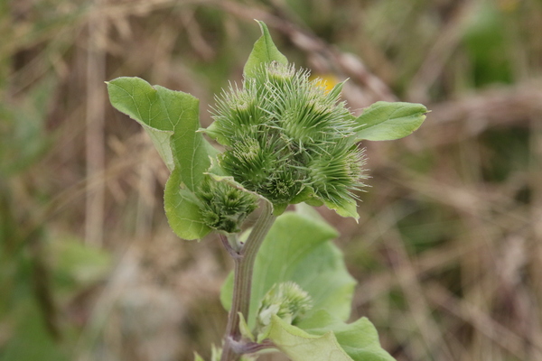 photo of Great Burdock