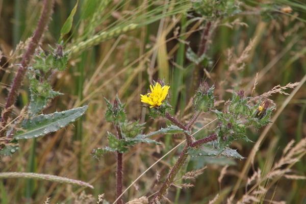 photo of Bristly Oxtongue