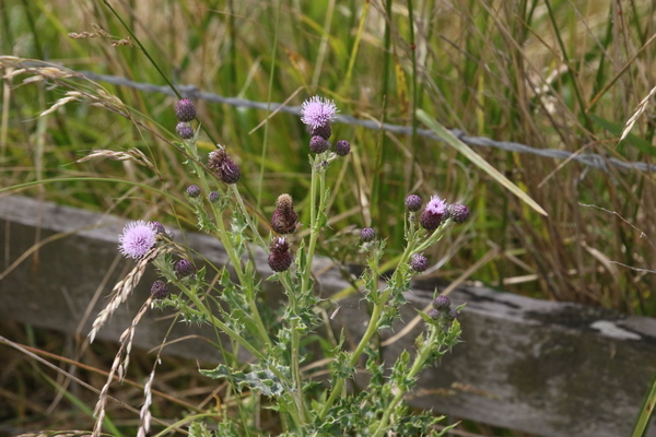 photo of Creeping Thistle
