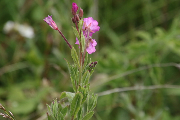photo of Great Willowherb