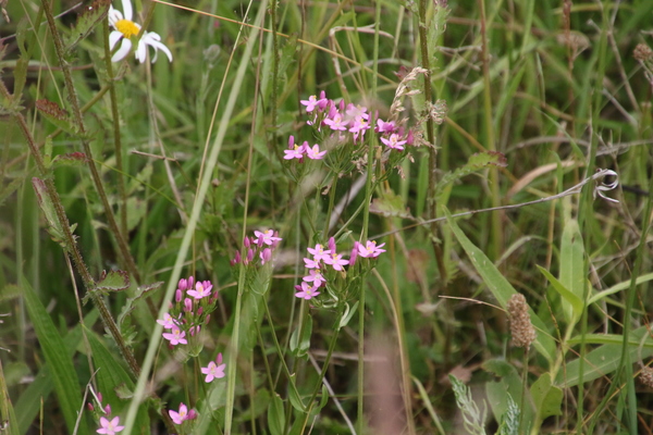 photo of Common Centaury