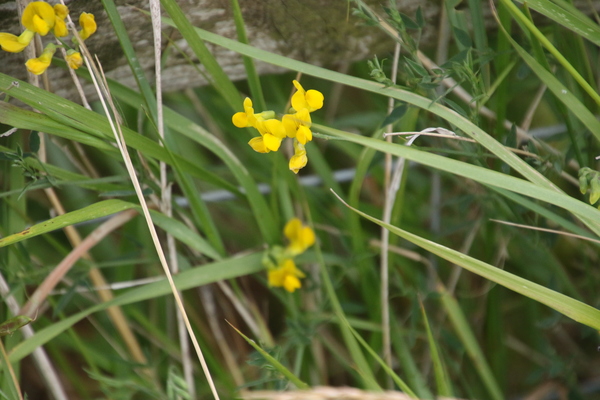 photo of Meadow Vetchling