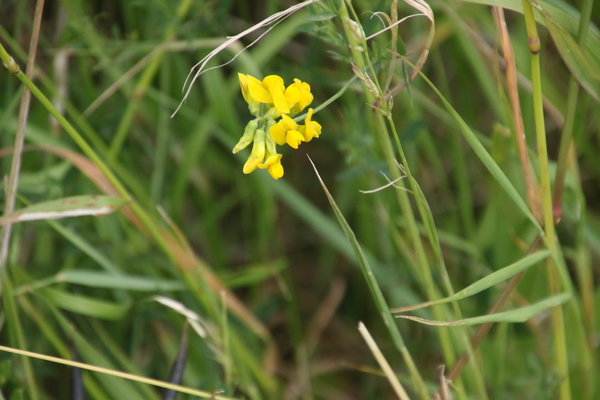 photo of Meadow Vetchling