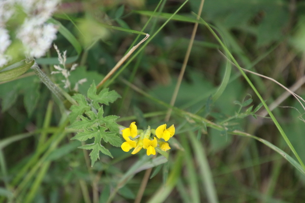 photo of Meadow Vetchling