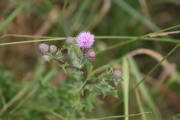 photo of Creeping Thistle