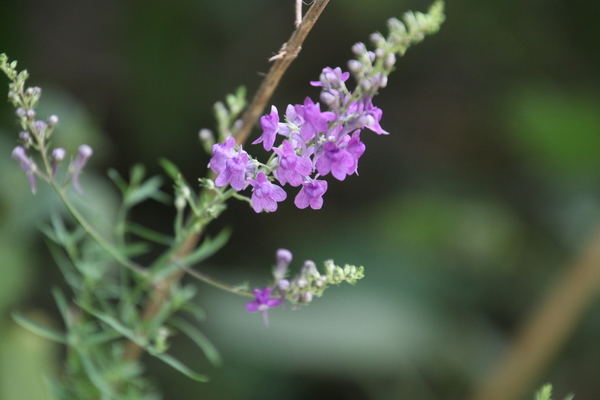 photo of Purple Toadflax