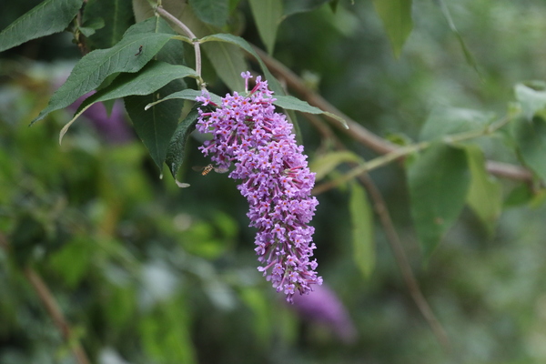 photo of Butterfly Bush