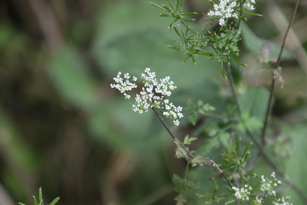 photo of Rough Chervil