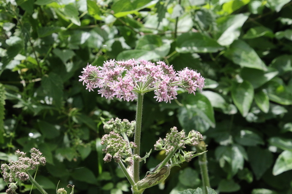photo of Hogweed