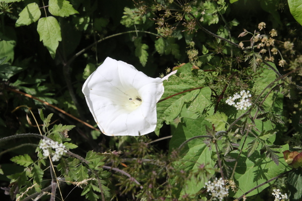 photo of Hedge Bindweed