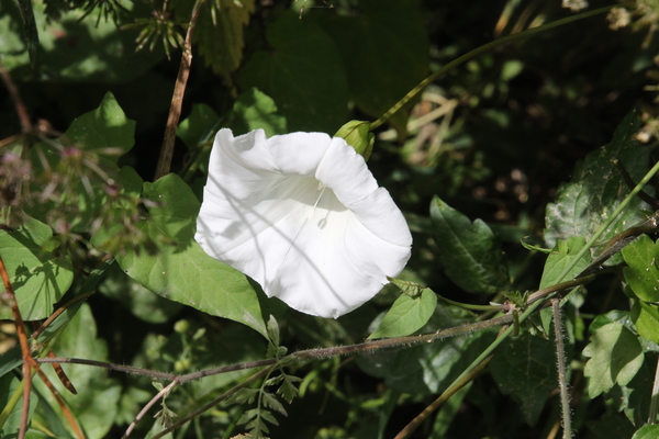 photo of Hedge Bindweed