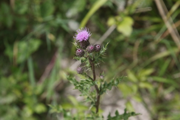 photo of Marsh Thistle