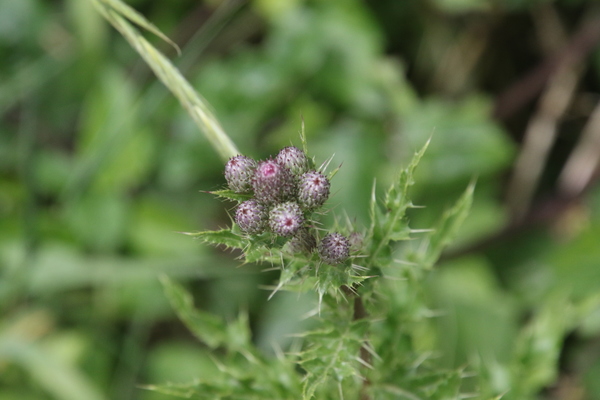 photo of Marsh Thistle