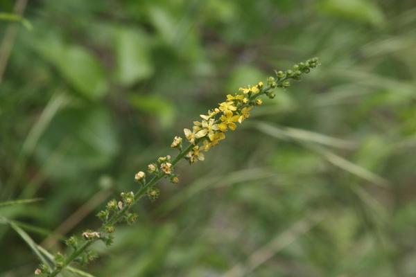 photo of Agrimony