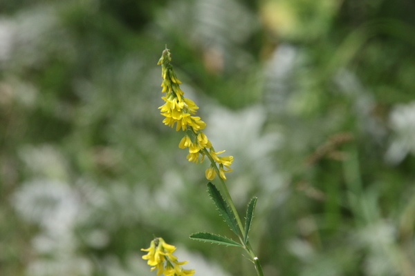 photo of Ribbed Melilot