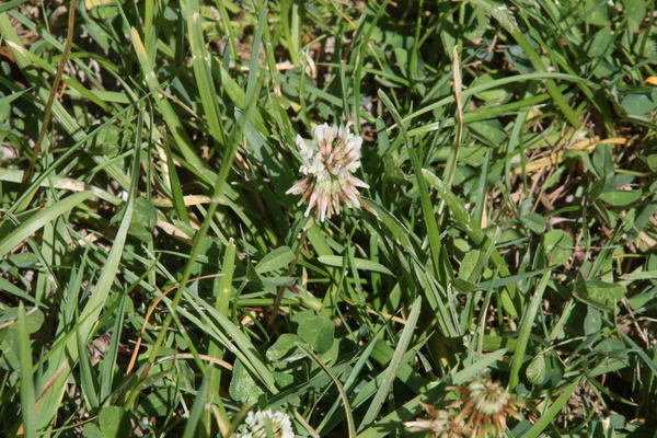 photo of White Clover