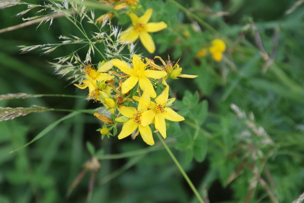 photo of Perforate St. John's Wort