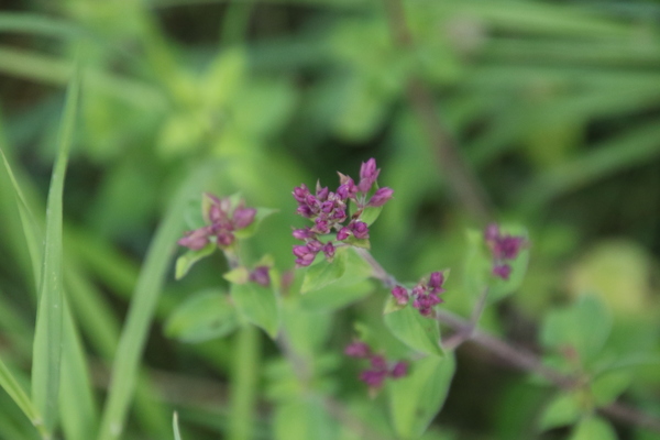 photo of Wild Marjoram
