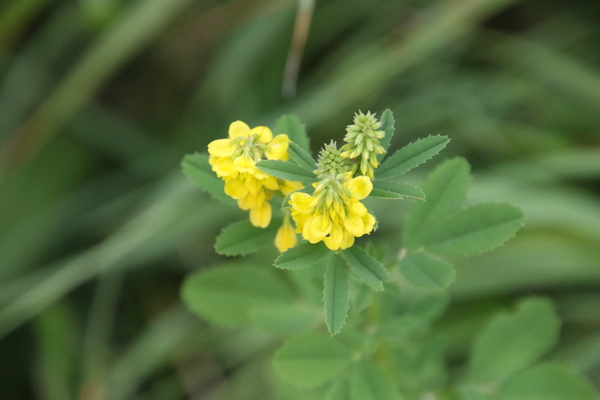 photo of Ribbed Melilot