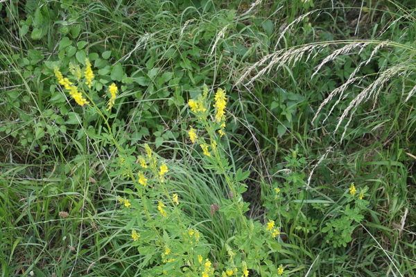 photo of Ribbed Melilot