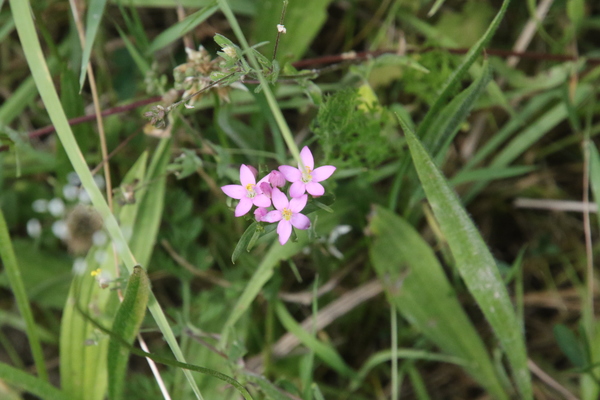photo of Common Centaury