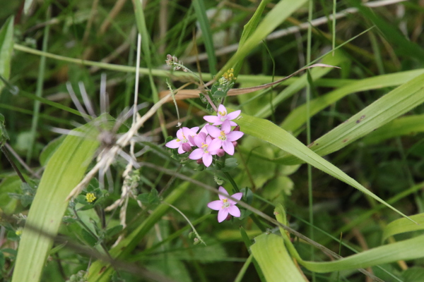 photo of Common Centaury