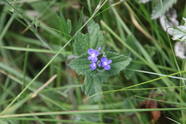 photo of Germander Speedwell
