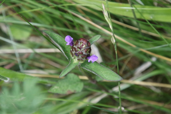 photo of Selfheal