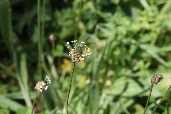 photo of Ribwort Plantain
