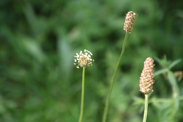 photo of Ribwort Plantain