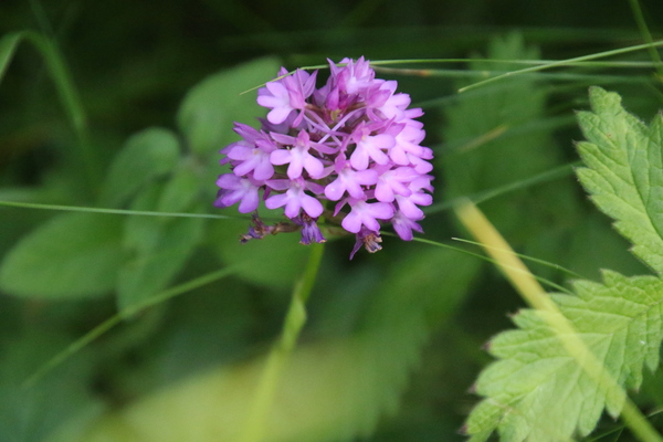 photo of Pyramidal Orchid