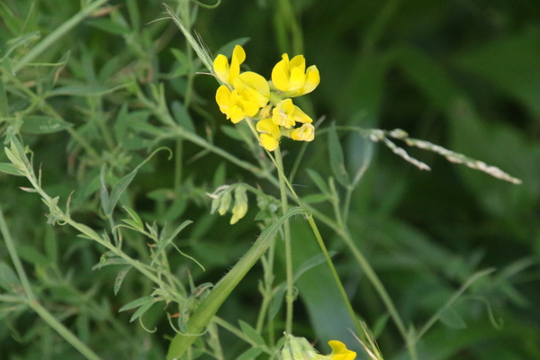 photo of Meadow Vetchling
