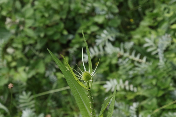 photo of Teasel