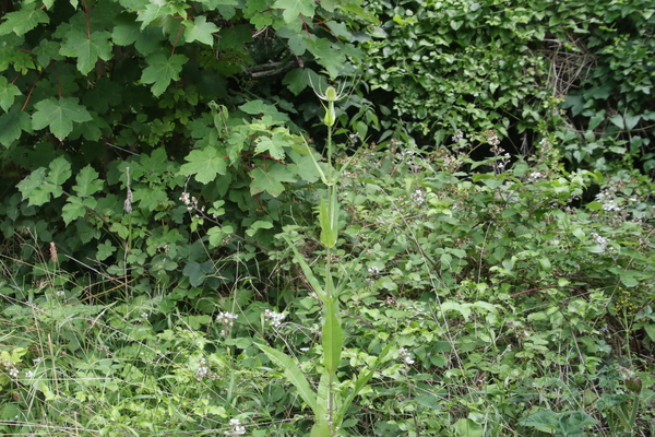 photo of Teasel