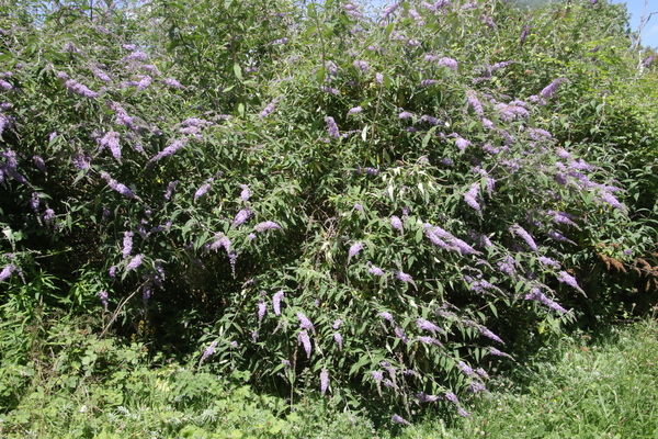 photo of Butterfly Bush
