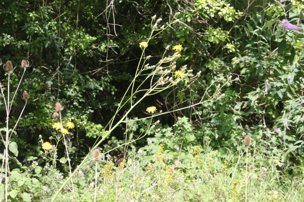 photo of Marsh Hawk's Beard